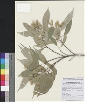 藏品(樟葉槭)的圖片